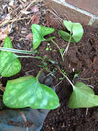 Image of Hexastylis arifolia var. arifolia