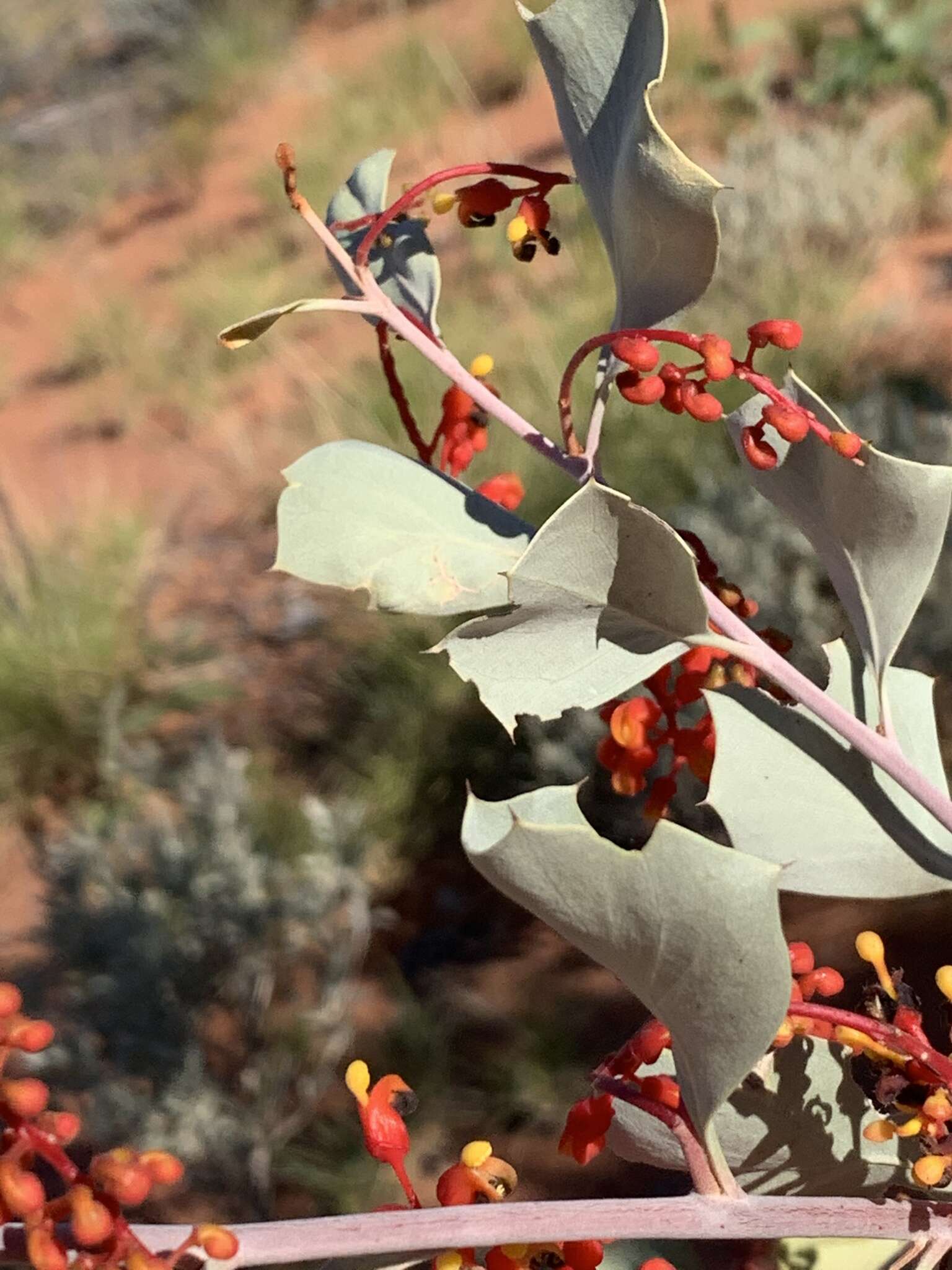 Image of Grevillea wickhamii Meissn.