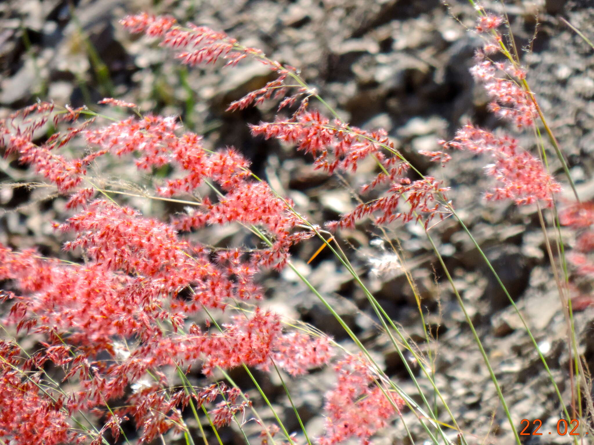 Image of Creeping Molasses Grass