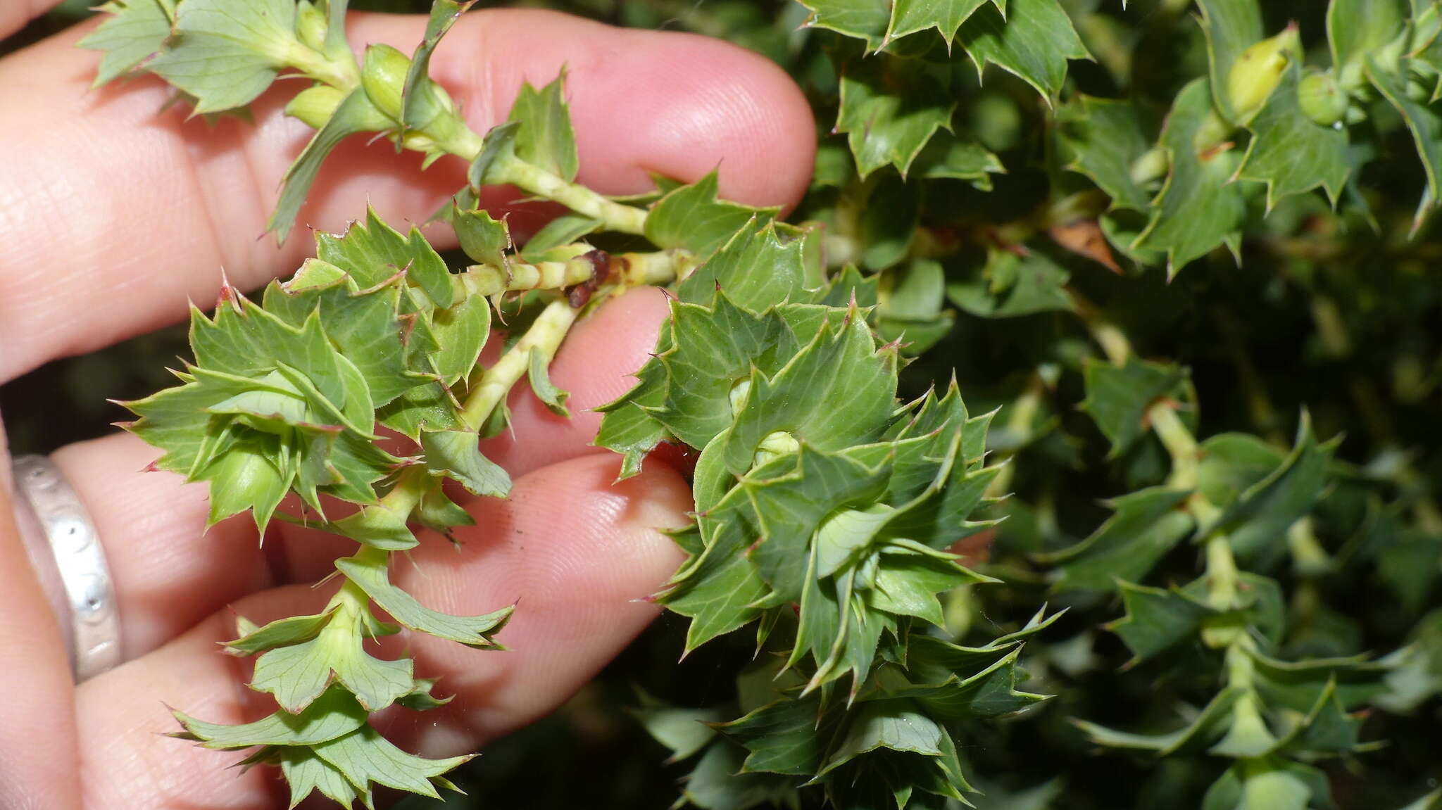 Plancia ëd <i>Cliffortia <i>ilicifolia</i></i> var. ilicifolia