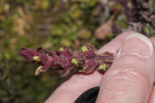 Image of Neobartsia laticrenata (Benth.) Uribe-Convers & Tank