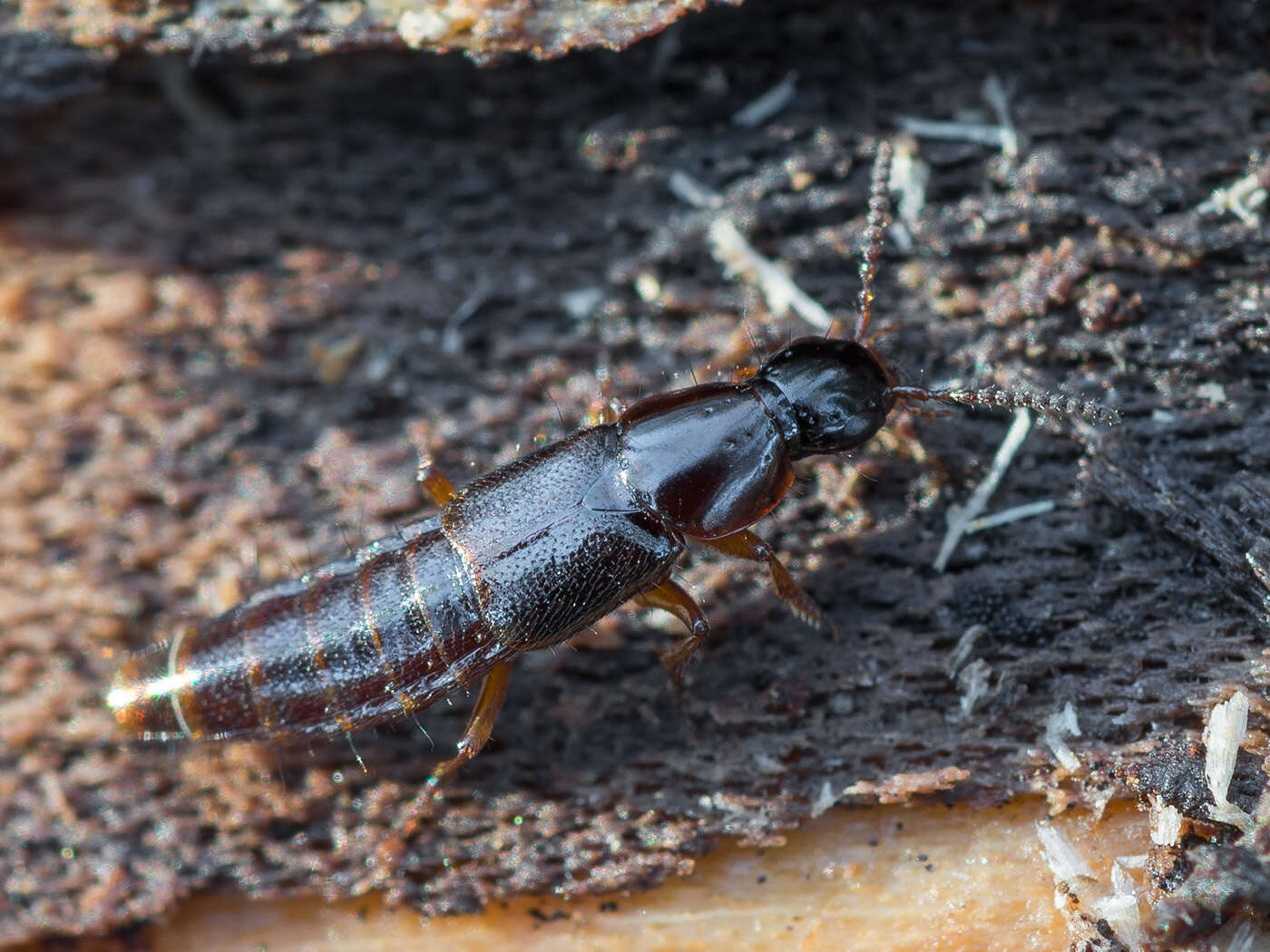 Image de Quedius (Microsaurus) xanthopus Erichson 1839