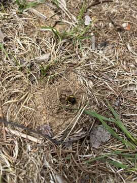 Imagem de Andrena regularis Malloch 1917