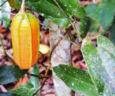 Image de Aristolochia deltantha F. Müll.