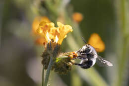 Image of Anthophora pacifica Cresson 1879