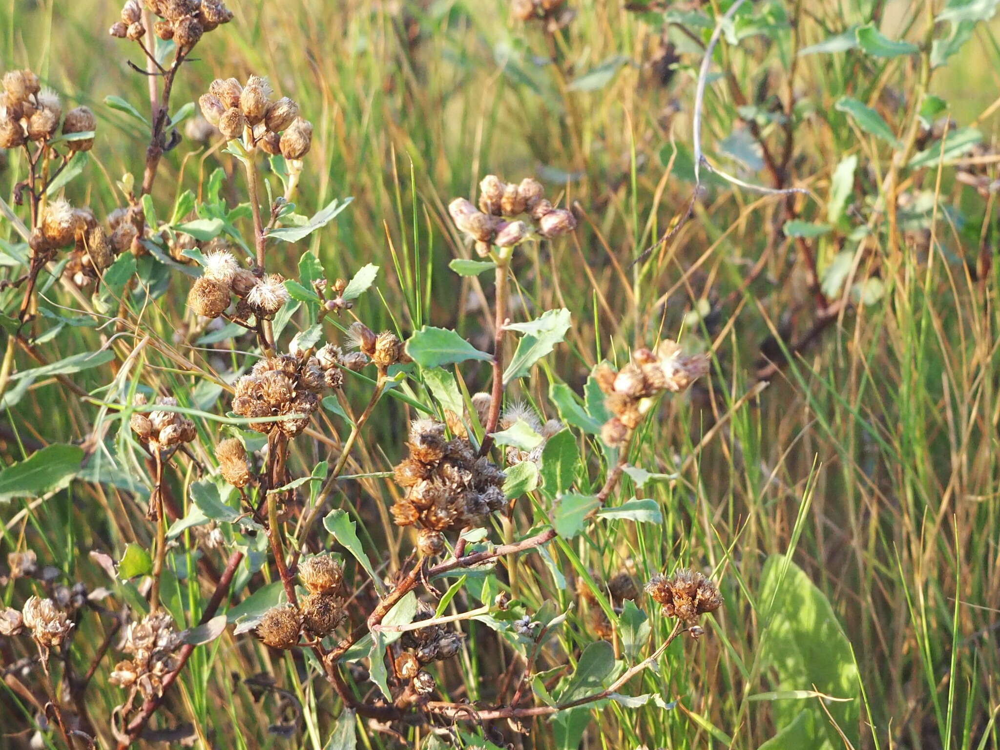 Image de Pluchea pteropoda Hemsl.