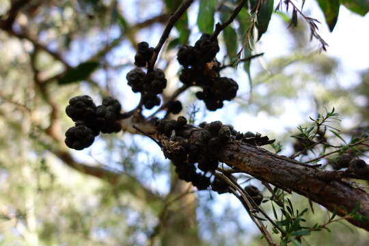 Image of Eucalyptus globoidea Blakely