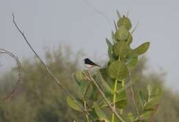 Image of Eastern Pied Wheatear