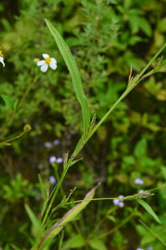 Image of pitscale grass