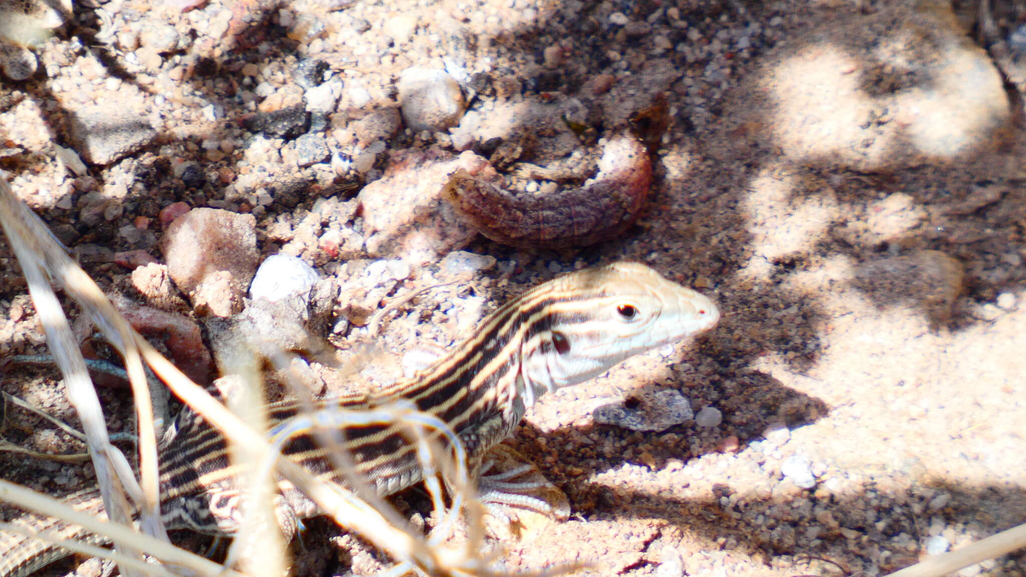 Image of New Mexico whiptail