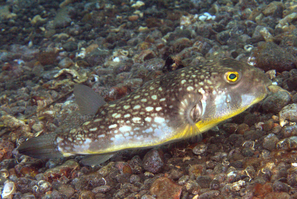 Image of Gangetic pufferfish