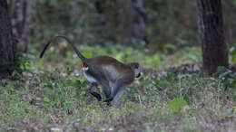 Image of Reddish-green Vervet Monkey