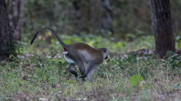 Image of Reddish-green Vervet Monkey