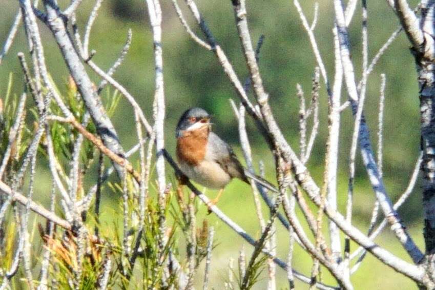 Sivun Curruca cantillans albistriata Brehm & CL 1855 kuva