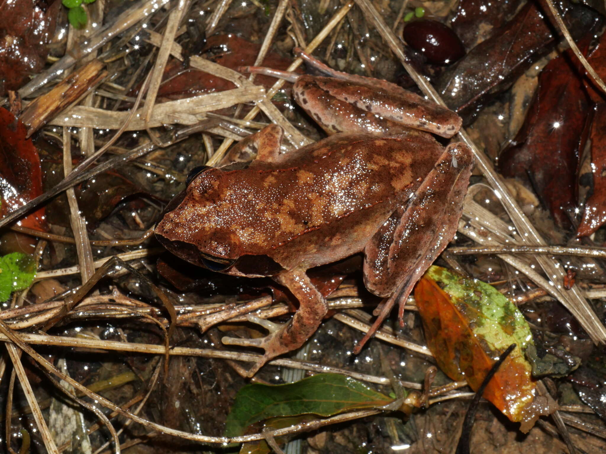 Image de Rana ornativentris Werner 1903