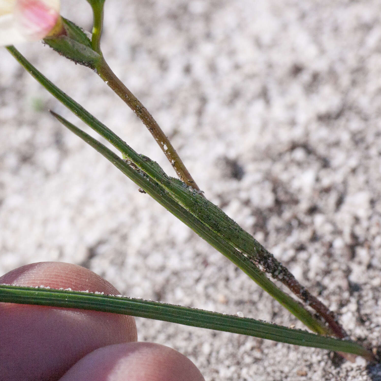 Image of Geissorhiza hispidula (R. C. Foster) Goldblatt