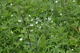 Image of Canadian anemone