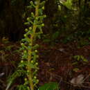 Image of Souroubea exauriculata Delp.