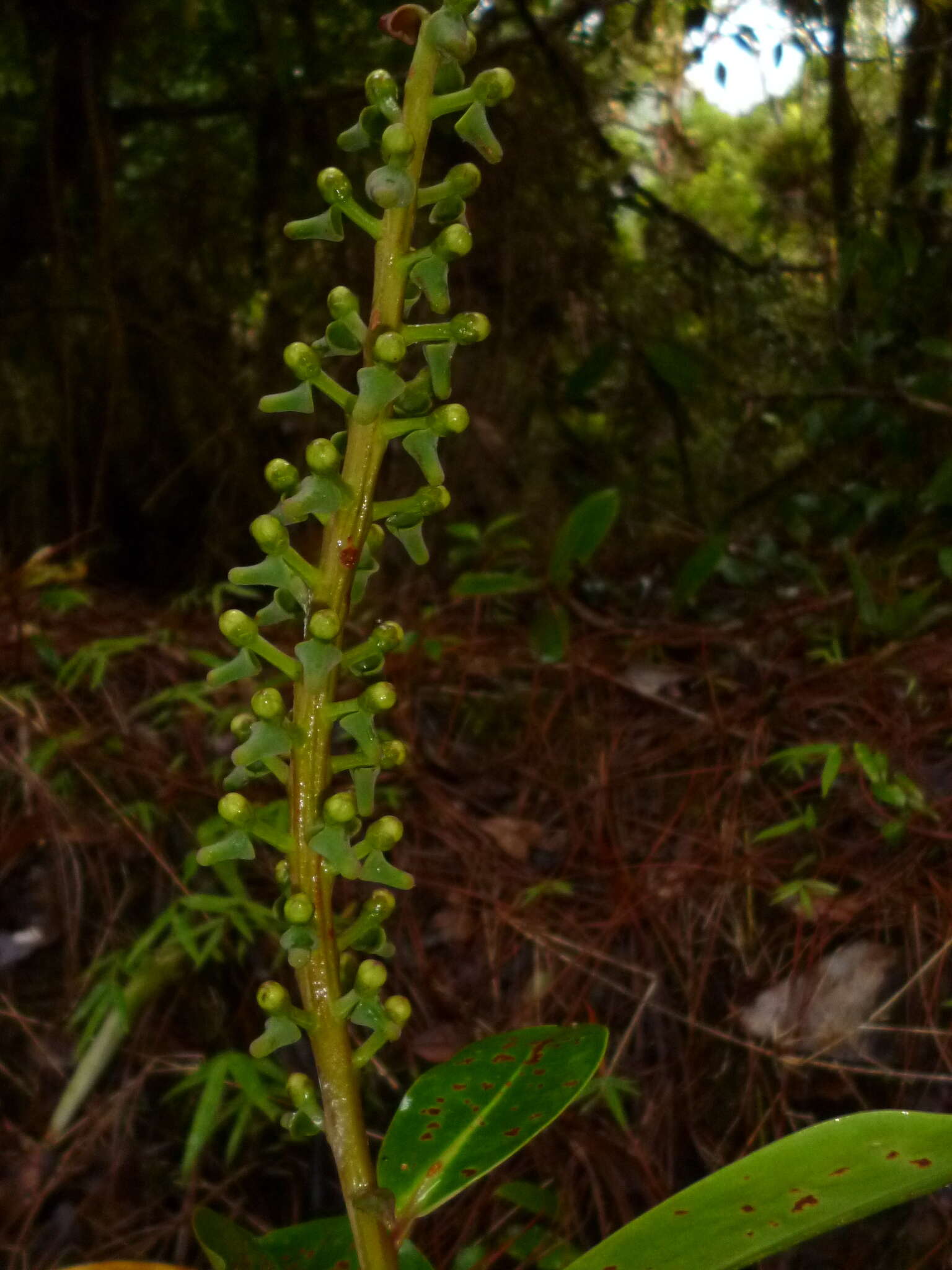 صورة Souroubea exauriculata Delp.