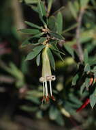Image of Styphelia triflora Andr.