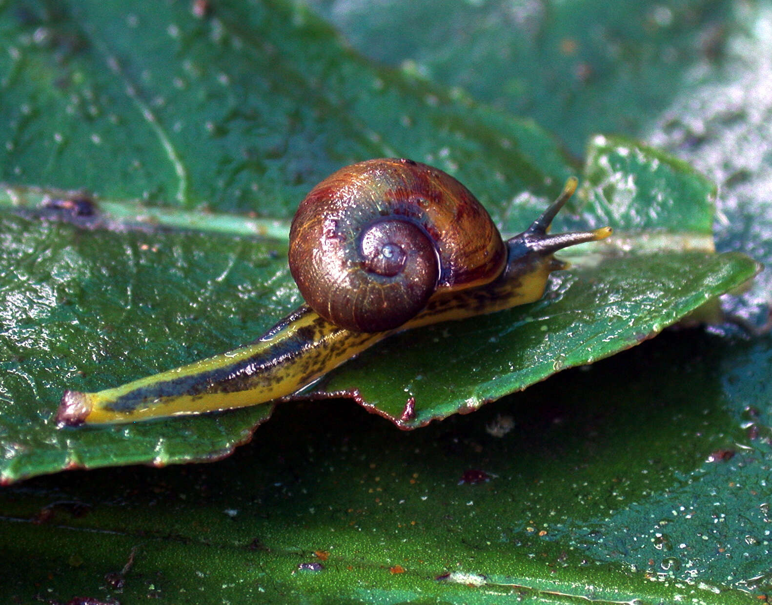 Image of Paryphantopsis louisiadarum (Möllendorff 1899)