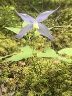 Image of western blue virginsbower