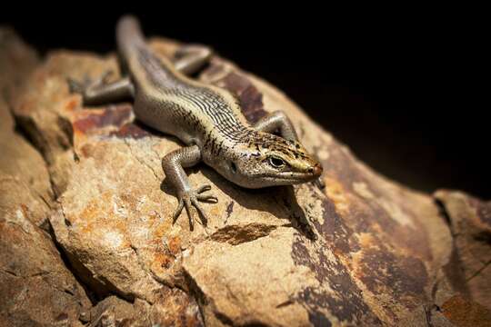 Image of Scree Skink