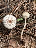 Image of Lepiota lilacea Bres. 1892