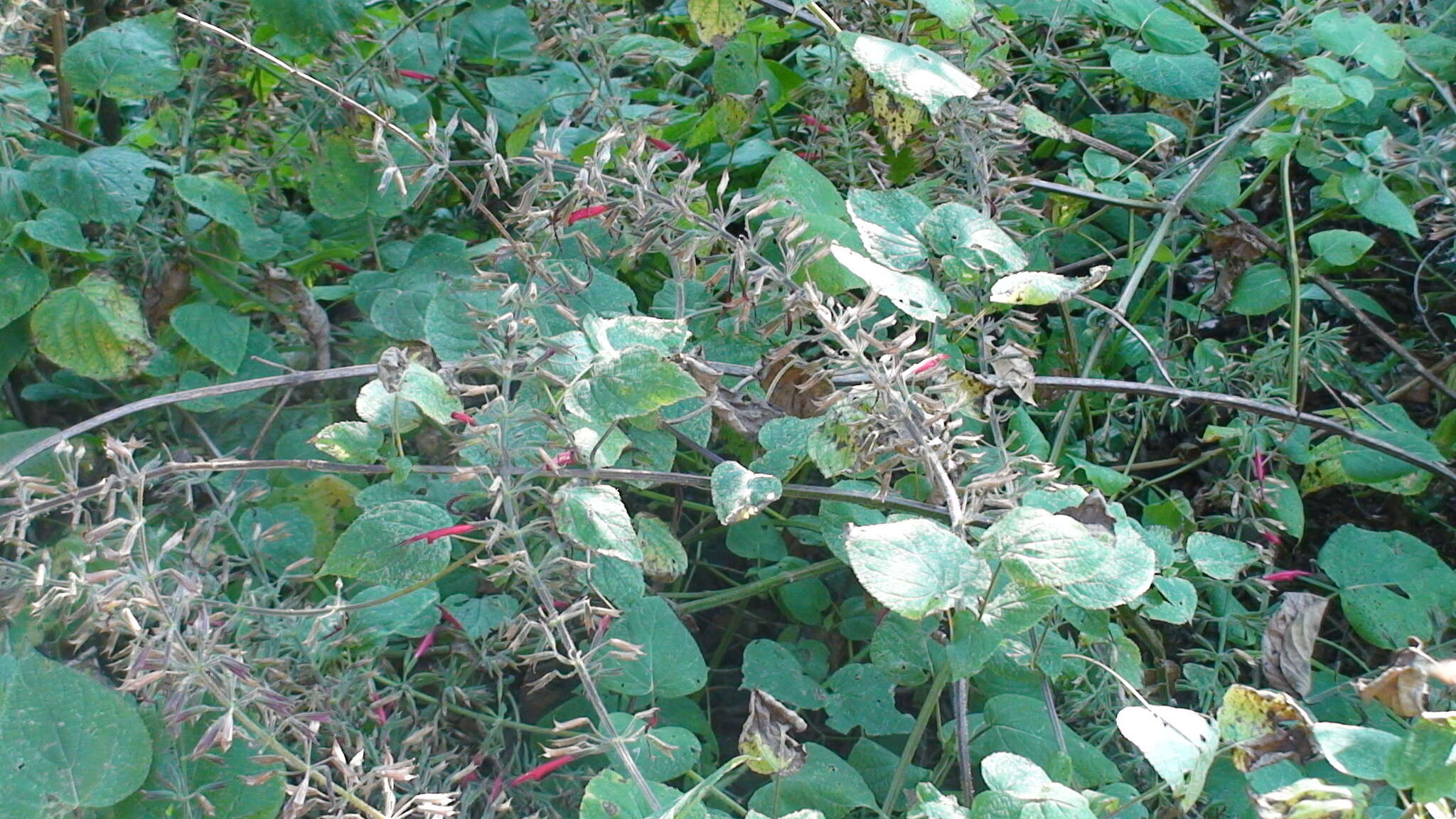 Image of Mexican sage