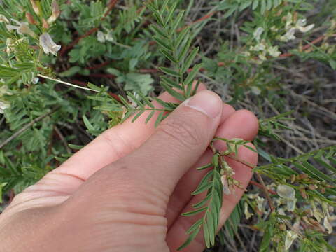 Image of looseflower milkvetch