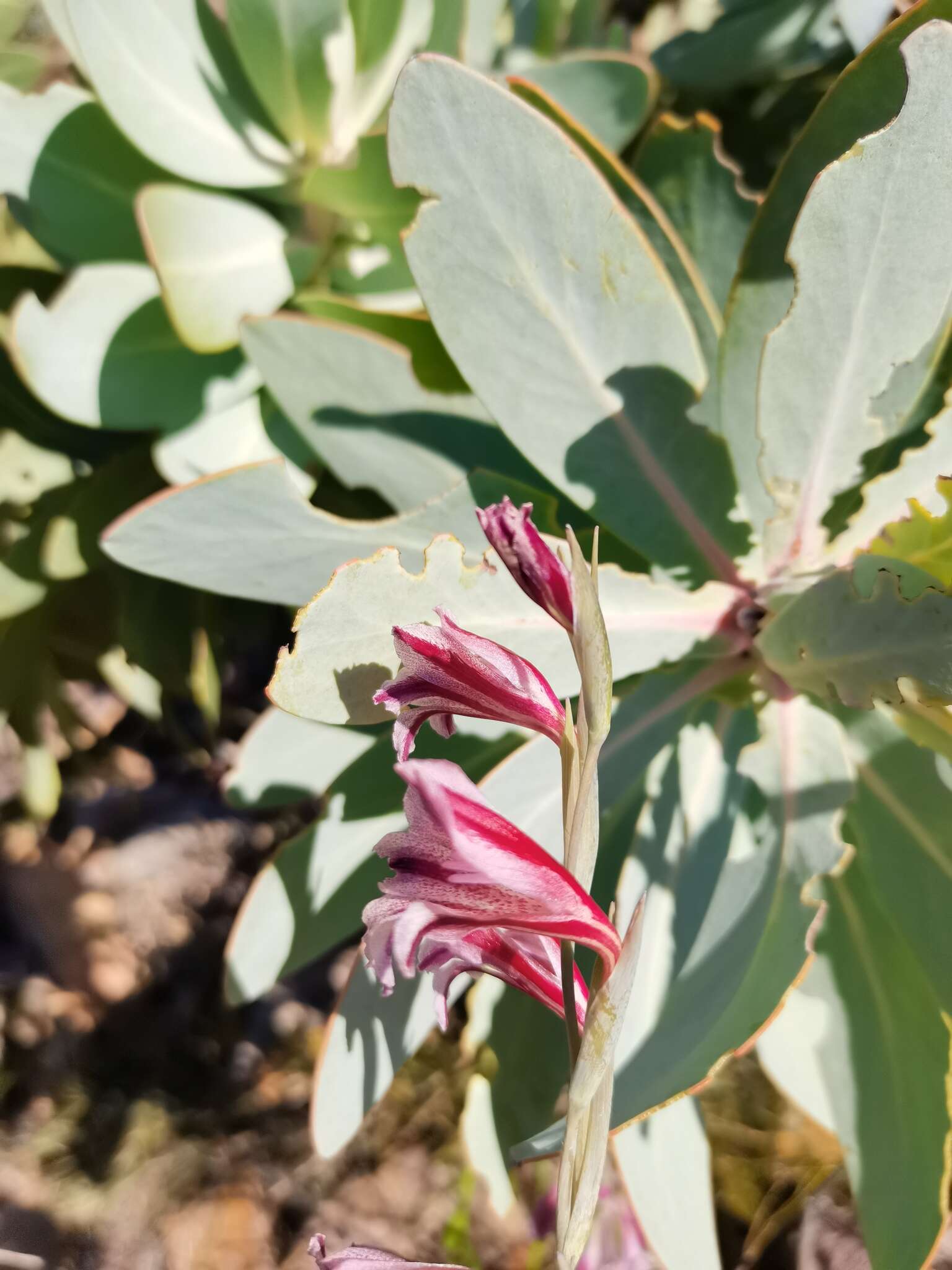 Image of Gladiolus guthriei F. Bolus