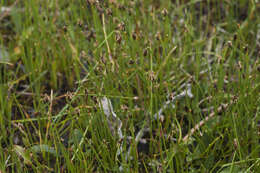 Imagem de Eleocharis quinqueflora (Hartmann) O. Schwarz