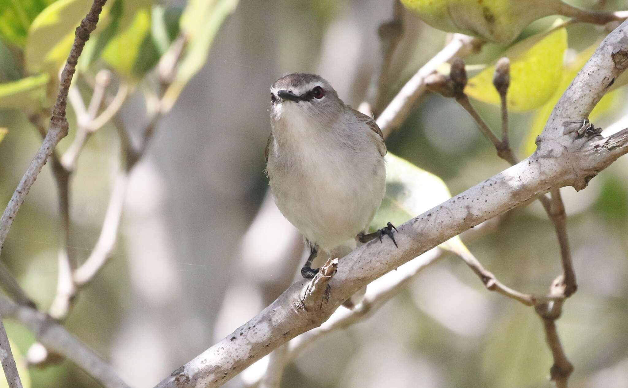 Image of Mangrove Gerygone