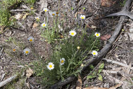 Image of Brachyscome diversifolia (Hook.) Fischer & C. Meyer