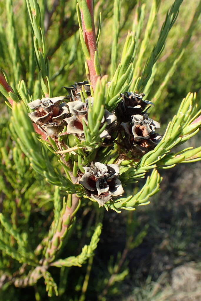 Image of Leucadendron corymbosum Berg.