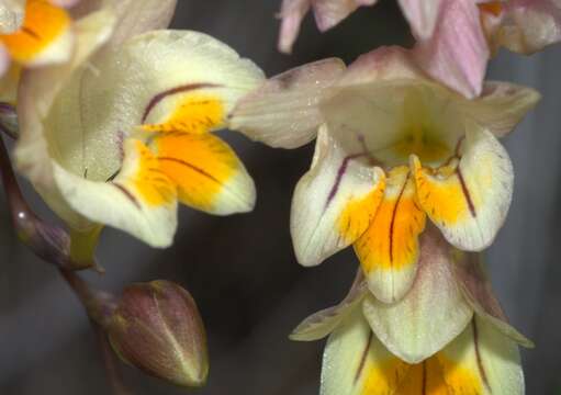 Image of Freesia refracta (Jacq.) Klatt