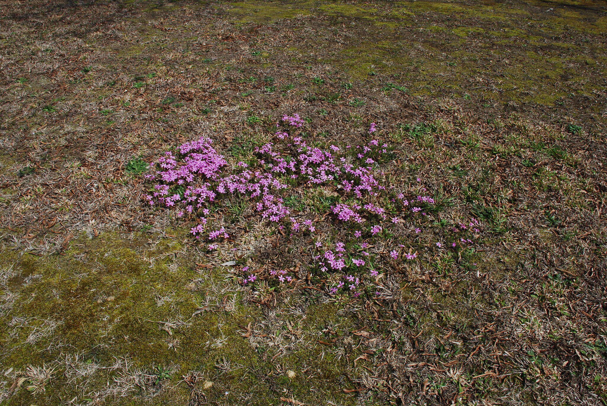 Image of trailing phlox