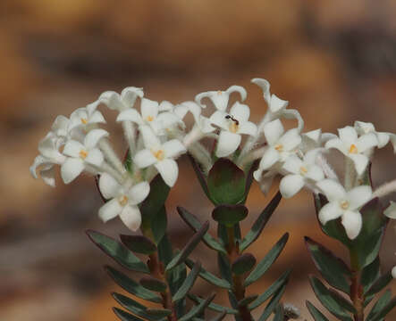 Image of Pimelea brevifolia R. Br.