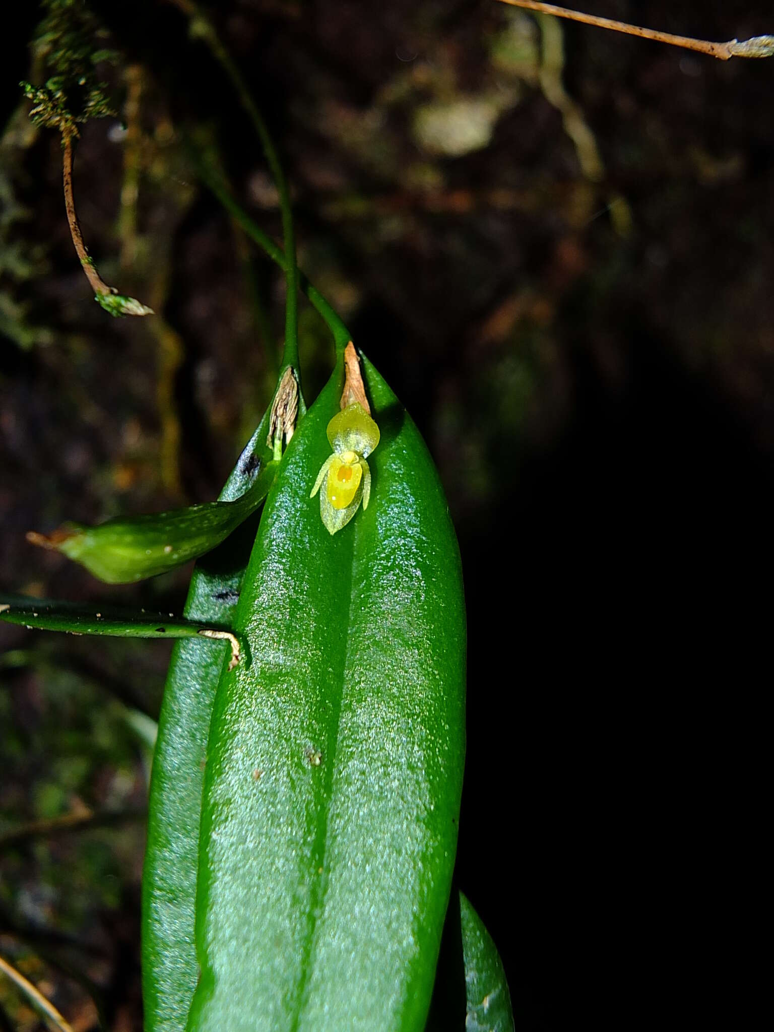 Image of Pleurothallis discoidea Lindl.