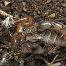 Image of Bothriurus prospicuus Mello-Leitão 1932