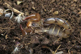 Image of Bothriurus prospicuus Mello-Leitão 1932