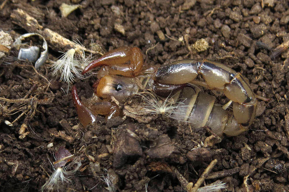 Image of Bothriurus prospicuus Mello-Leitão 1932