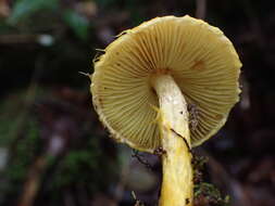 Image of Inocybe lutea Kobayasi & Hongo 1952