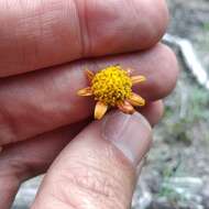 Image of Picradeniopsis pringlei (Greenm.) B. G. Baldwin