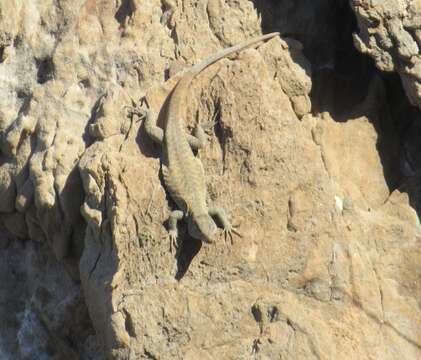 Image of Tenerife Speckled Lizard