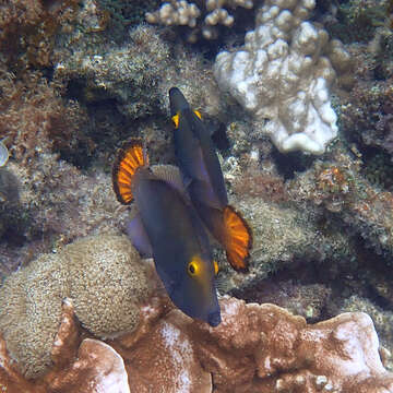 Image of Yellow-eyed leatherjacket