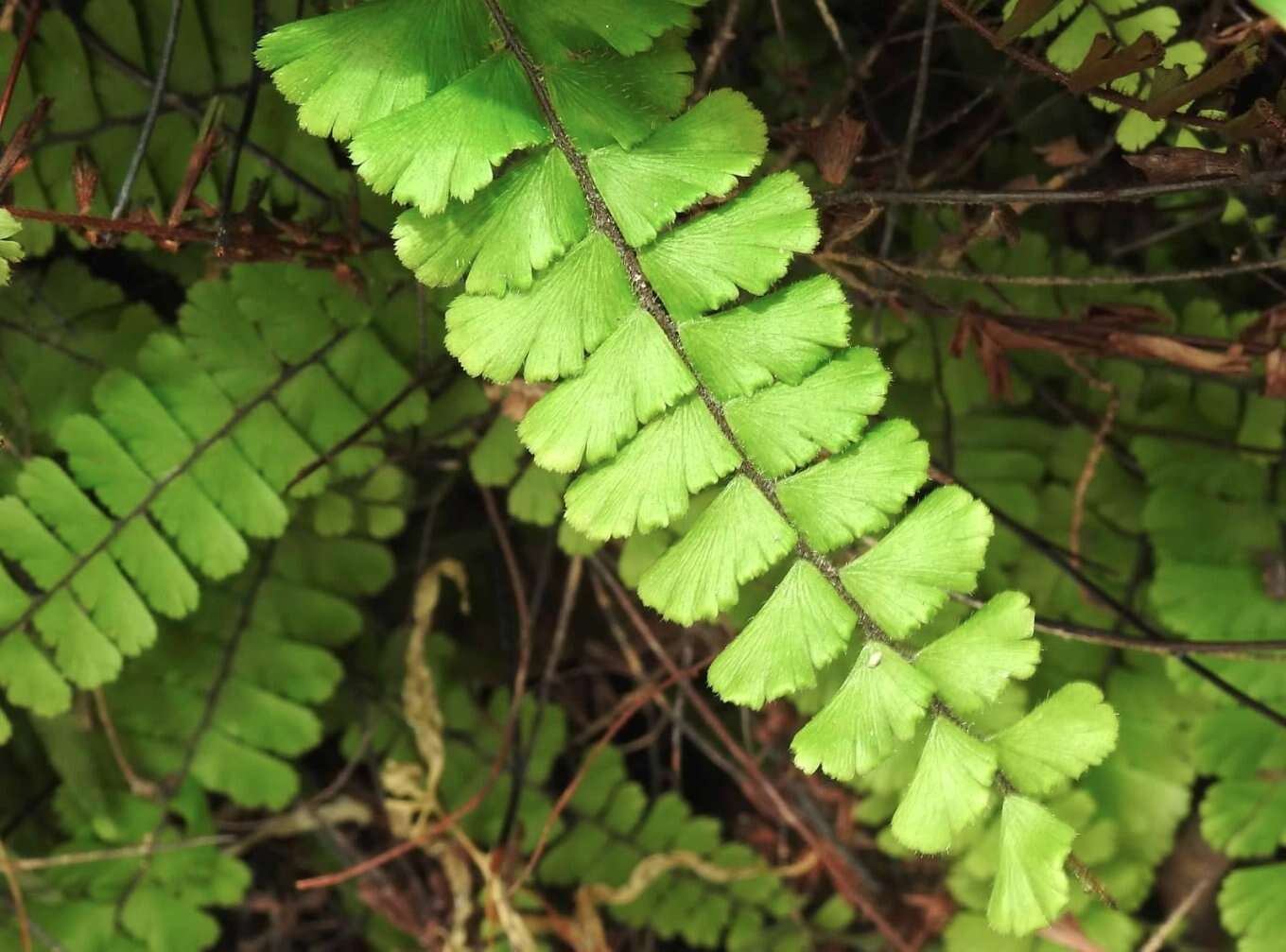 Adiantum ciliatum Bl.的圖片