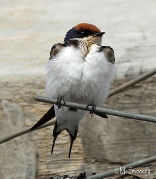 Hirundo smithii smithii Leach 1818 resmi