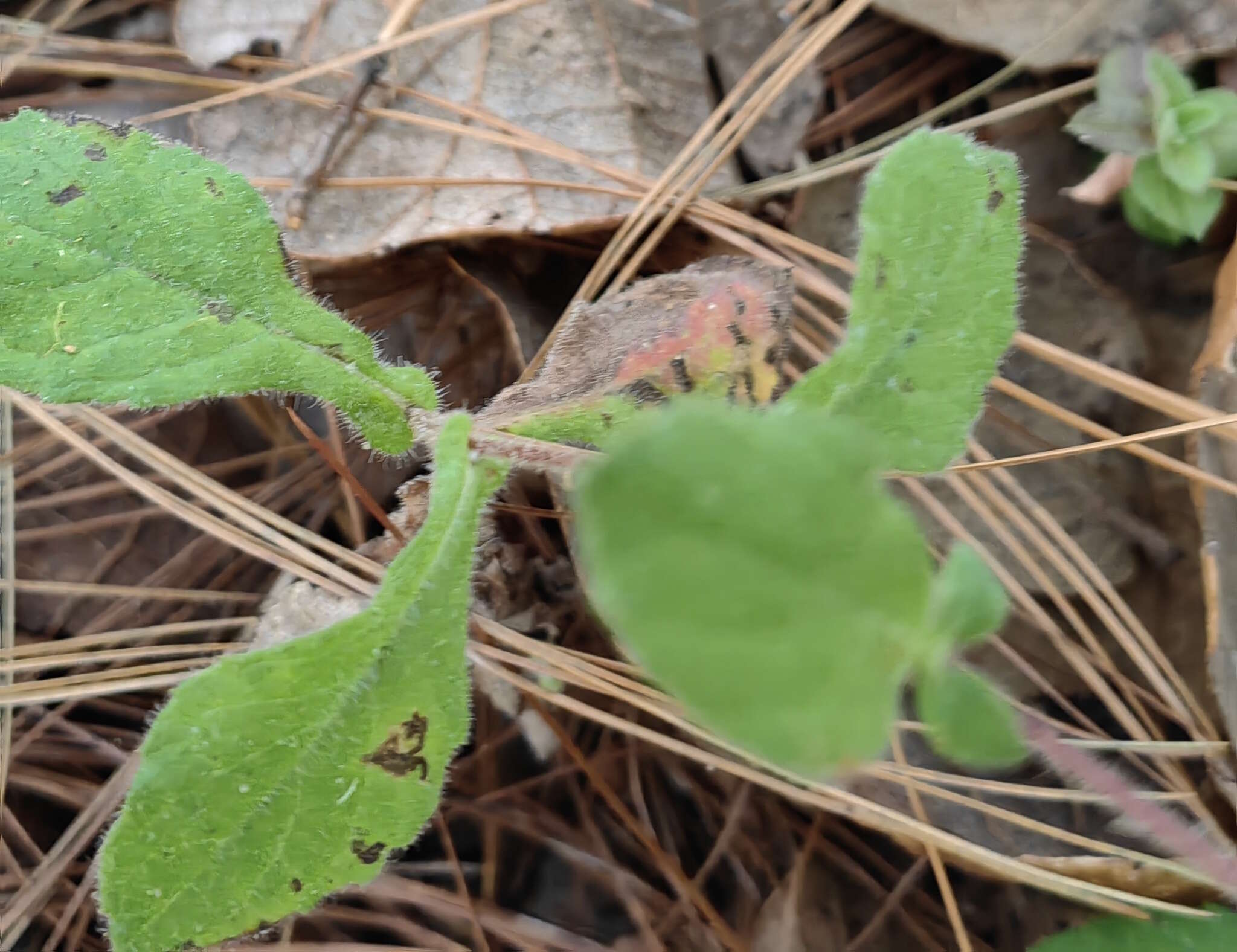 Image of Archibaccharis auriculata (Hemsl.) G. L. Nesom