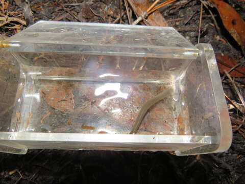 Image of Southern brook lamprey